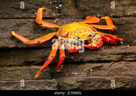 Sally lightfoot crab (Grapsus grapsus) on Santiago Island in Galapagos National Park, Ecuador Stock Photo