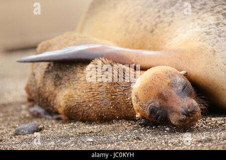 Young Galapagos sea lion lying with mother on Santiago Island in Galapagos National Park, Ecuador