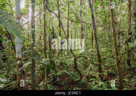 Tangle of lianas in the understory of pristine tropical rainforest in the Ecuadorian Amazon. Stock Photo