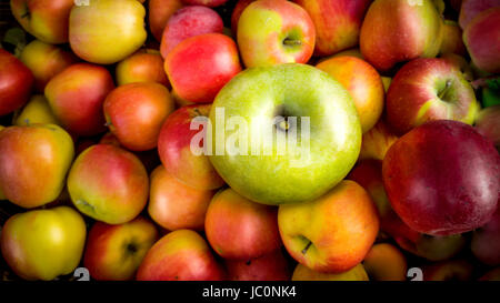 Closeup photo of one green apple lying on pile of red apples Stock Photo
