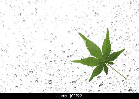 Japanese green maple leaf on rain Stock Photo