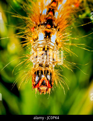 Larva stage of the Red dagger moth Stock Photo