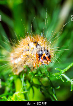 Larva stage of the Red dagger moth Stock Photo