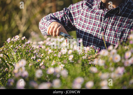 Closeup photo of young man pruning flowers at garden Stock Photo
