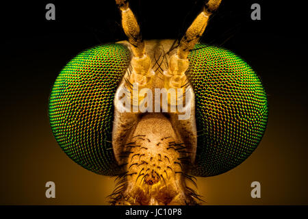 Extreme macro - full frontal portrait of a green eyed crane fly, magnified through a microscope objective (width of the frame is 2.2mm) Stock Photo