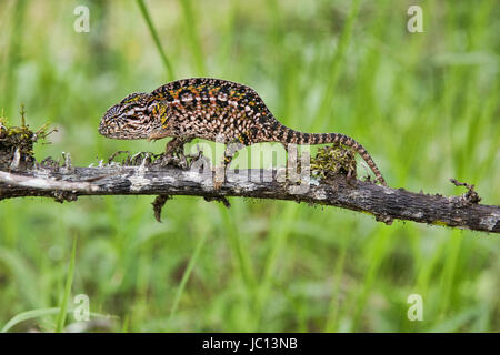 White-lined or carpet chameleon (Furcifer lateralis), Andasibe-Mantadia National Park, Madagascar Stock Photo