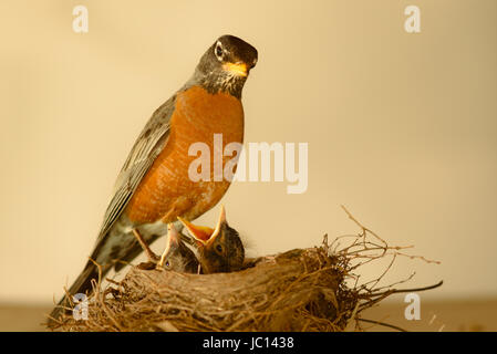 Red-breasted Robin mother bird and babies.  Parent eats food partially, regurgitates to feed babies.  The nest consists of long coarse grass, twigs and other debris Stock Photo