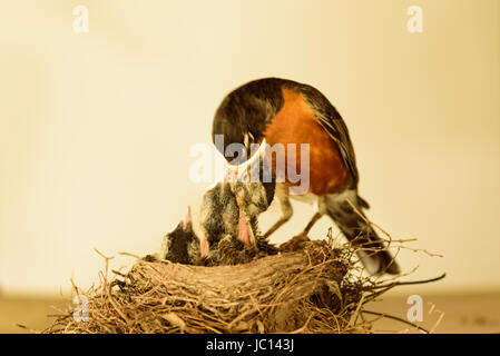 Red-breasted Robin mother bird and babies.  Parent eats food partially, regurgitates to feed babies.  The nest consists of long coarse grass, twigs and other debris Stock Photo
