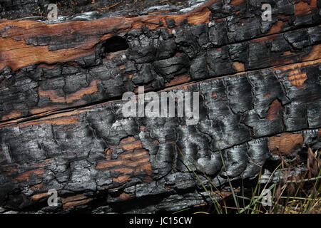 Close-up of charred black bark of a large mature pine tree that fell after a devastating forest fire on Palomar Mountain, California. Stock Photo