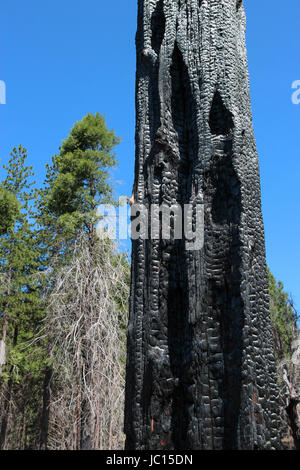 Charred huge tree, its bark blackened, from a wildfire on Palomar Mountain in California.  a devastating injury to this tree, which will not survive. Stock Photo