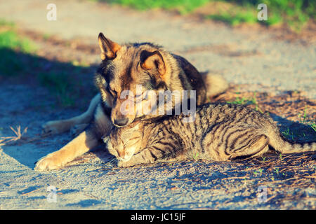 Dog and cat best friends playing together outdoor. Cat and dog lie together in the courtyard Stock Photo