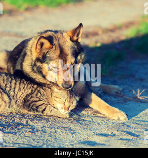 Dog and cat best friends playing together outdoor. Cat and dog lie together in the courtyard Stock Photo