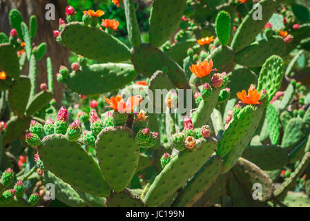 A flowering prickly pear cactus, opuntia littoralis, growing in the Botanical Garden in Cagliari, Sardinia. Stock Photo