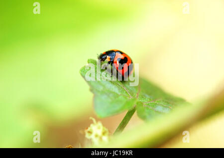 A ladybird staying on a green leaf Stock Photo