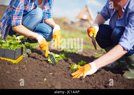 Image of couple of farmers seedling sprouts in the garden Stock Photo