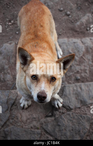 Abandoned hungry street dog looking up at camera, mixed breed hound dog with front paws, face and back visible, attentive, looks stressed. Stock Photo
