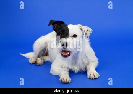 Schwarzweißer Parson Russell Terrier - Studioaufnahme Stock Photo