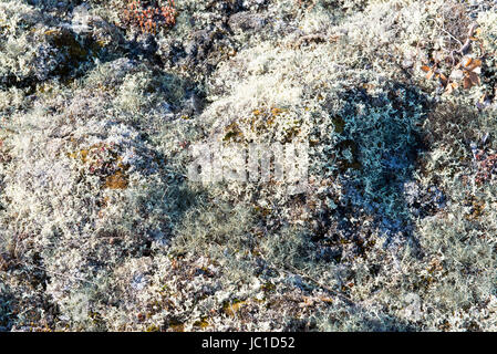 Arctic vegetation on Greenland in summer with lichen, moss and other plants Stock Photo