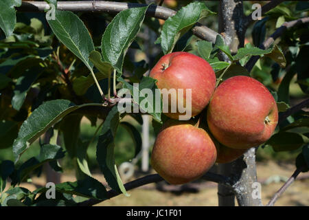 Three rosy red apples ripening on the tree branch in an orchard Stock Photo