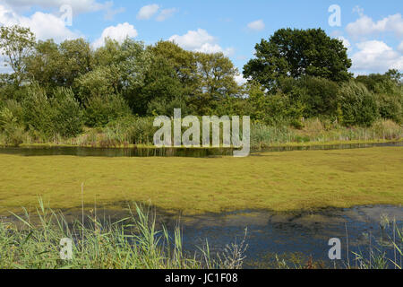 Thick green weed and algae covers a pond, looking deceptively like firm land. The water is edged by reeds and trees in full leaf. Stock Photo