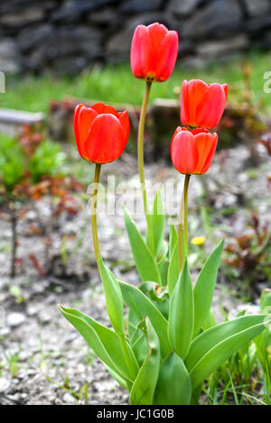 Blooming red tulip flowers in a garden close up Stock Photo