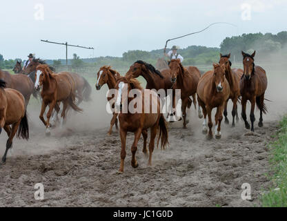 Horse show on Bugac Puszta,in Kiskunsag National Park. Hungary Stock Photo