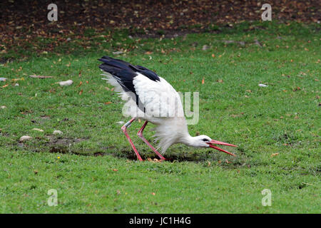 a stork while drinking Stock Photo