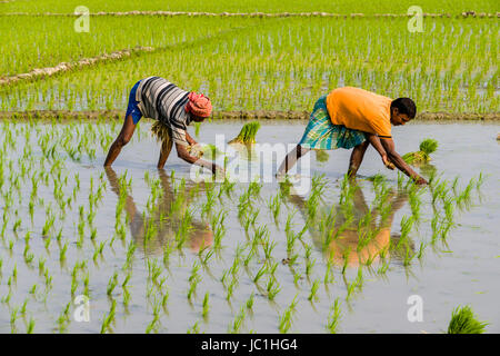 Two farmers are working on a rice field with young rice plants in the rural surroundings of the suburb New Town Stock Photo