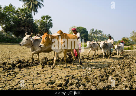 Two farmers are ploughing dryed-out soil on a field by oxen power in the rural surroundings of the suburb New Town Stock Photo