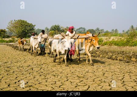 Two farmers are ploughing dryed-out soil on a field by oxen power in the rural surroundings of the suburb New Town Stock Photo