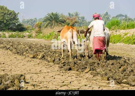 A farmer is ploughing dryed-out soil on a field by oxen power in the rural surroundings of the suburb New Town Stock Photo