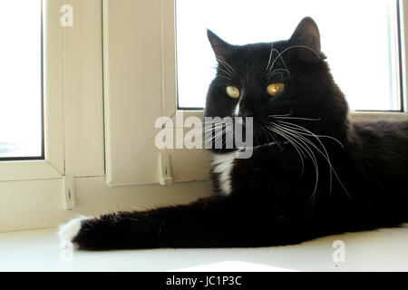 black cat walking on the window-sill with beautiful orchid Stock Photo