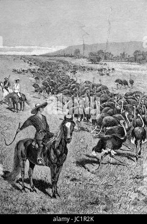 Ostrich herd in Cape Town, South Africa, digital improved reproduction from a publication of the year 1880 Stock Photo