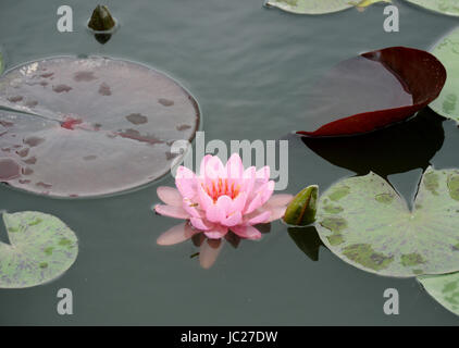 Beijin, Beijin, China. 6th June, 2017. Beijing, CHINA-June 6 2017: (EDITORIAL USE ONLY. CHINA OUT).Lotus flowers blossom at the Lotus Pond Park in Beijing, June 6th, 2017. Credit: SIPA Asia/ZUMA Wire/Alamy Live News Stock Photo