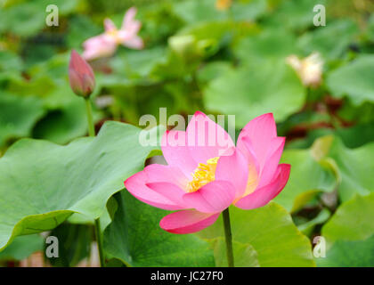 Beijin, Beijin, China. 6th June, 2017. Beijing, CHINA-June 6 2017: (EDITORIAL USE ONLY. CHINA OUT).Lotus flowers blossom at the Lotus Pond Park in Beijing, June 6th, 2017. Credit: SIPA Asia/ZUMA Wire/Alamy Live News Stock Photo