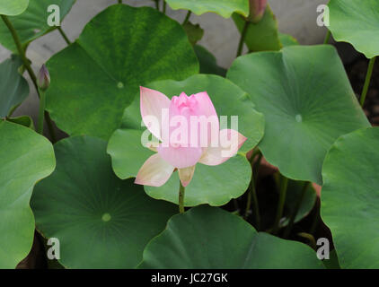 Beijin, Beijin, China. 6th June, 2017. Beijing, CHINA-June 6 2017: (EDITORIAL USE ONLY. CHINA OUT).Lotus flowers blossom at the Lotus Pond Park in Beijing, June 6th, 2017. Credit: SIPA Asia/ZUMA Wire/Alamy Live News Stock Photo