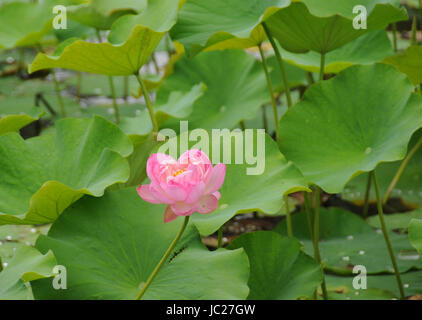 Beijin, Beijin, China. 6th June, 2017. Beijing, CHINA-June 6 2017: (EDITORIAL USE ONLY. CHINA OUT).Lotus flowers blossom at the Lotus Pond Park in Beijing, June 6th, 2017. Credit: SIPA Asia/ZUMA Wire/Alamy Live News Stock Photo