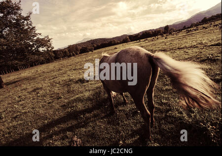 Horse in Hokkaido Stock Photo