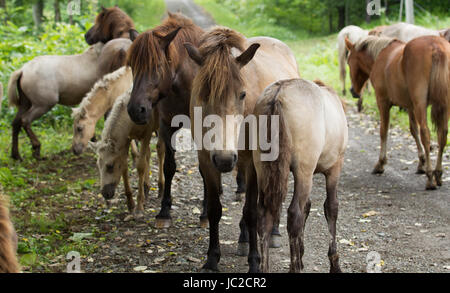 Horse in Hokkaido Stock Photo