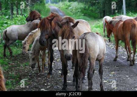 Horse in Hokkaido Stock Photo