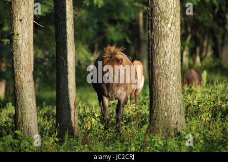 Horse in Hokkaido Stock Photo