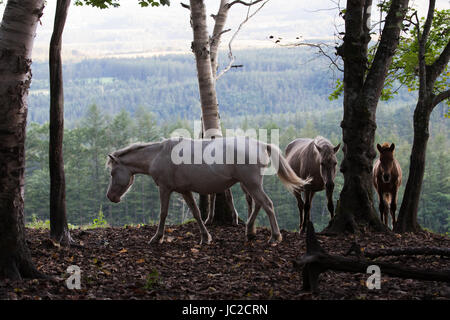 Horse in Hokkaido Stock Photo