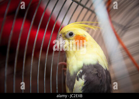 Closeup photo of beautiful yellow parrot sitting in cage Stock Photo