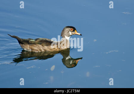 Male Wood Duck in Eclipse Plumage Stock Photo