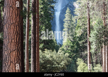 The Lower Yosemite Falls viewed through trees Stock Photo