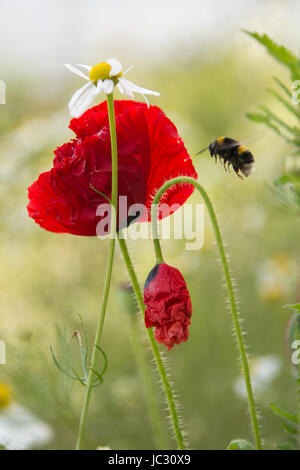 A bumblebee flying over to a red booming poppy flower and a poppy bud, with white daisy flower in the foreground and blurred background Stock Photo