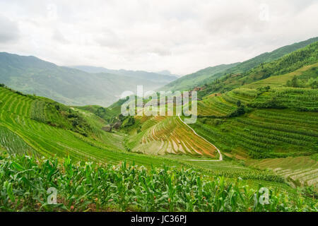 Chinese rice fields landscape Stock Photo