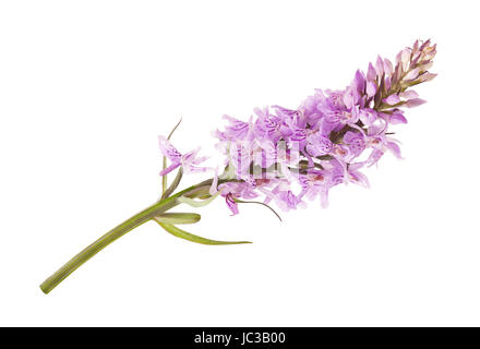 Common Spotted Orchid - Dactylorhiza fushsii Stock Photo