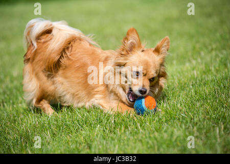 Kleiner brauner Hund spielt mit einem Ball in einer grünen WIese. Stock Photo