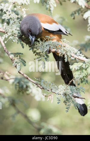 Rufous Treepie (Dendrocitta vagabunda) adult, perched in tree, Ranthambore national park., Rajasthan, India. Stock Photo